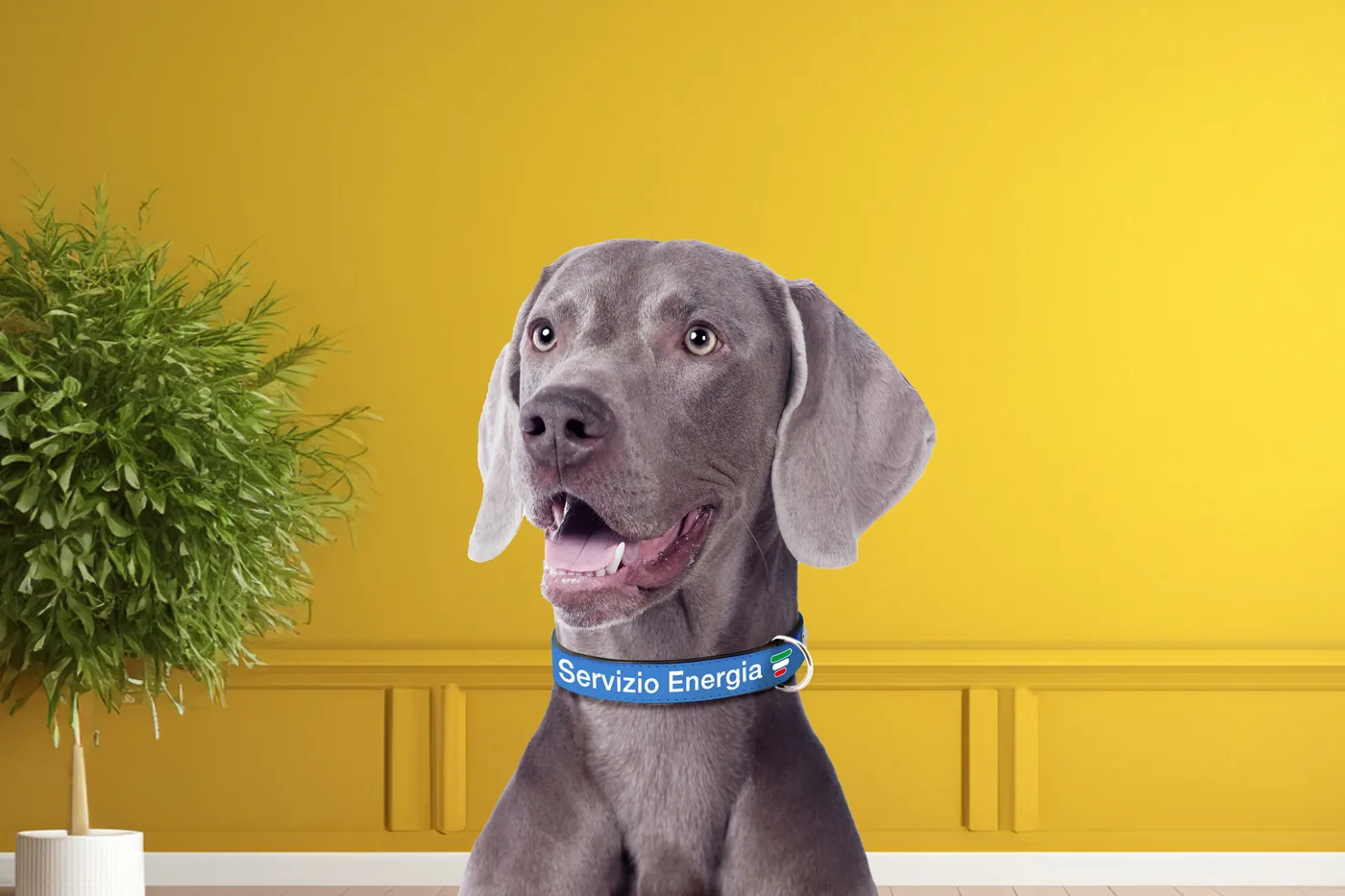 Margot, la weimaraner della sede Servizio Energia